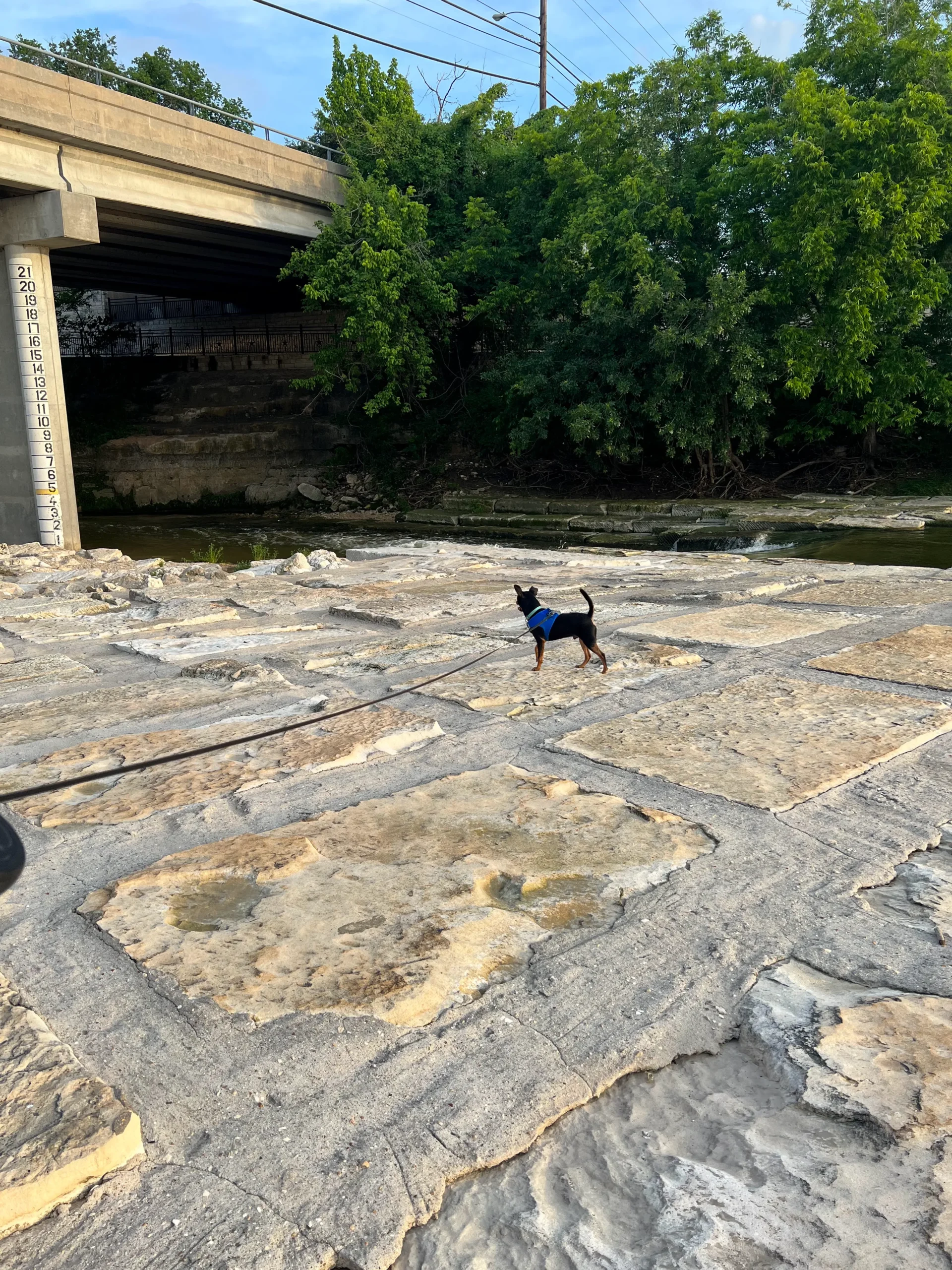 A dog by the creek on a floor of stone