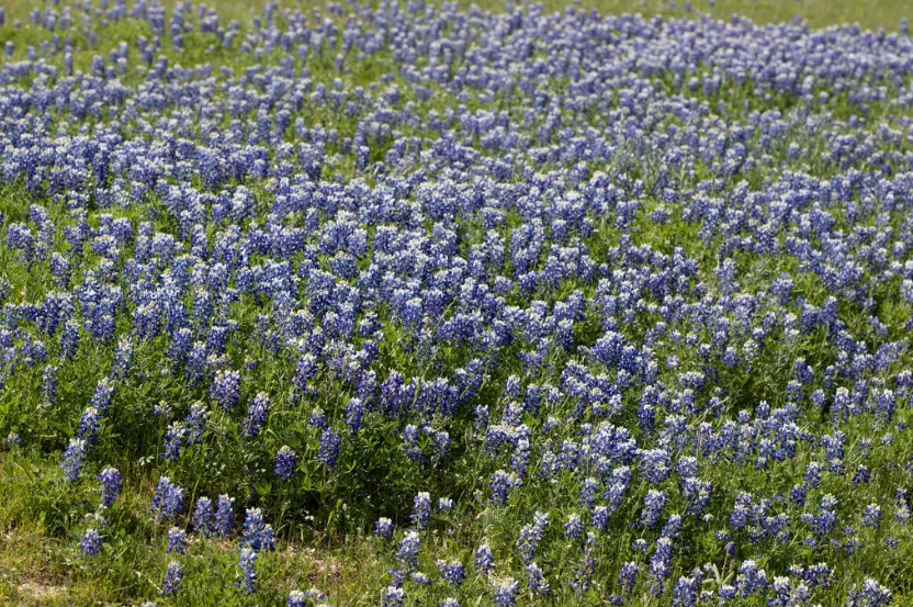 field of bluebonnets