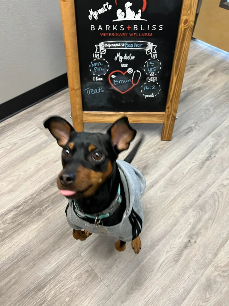 Baxter Ray’s Guide to Central Texas: His Favorite Local Spots 6 Baxter jumping at the vets office