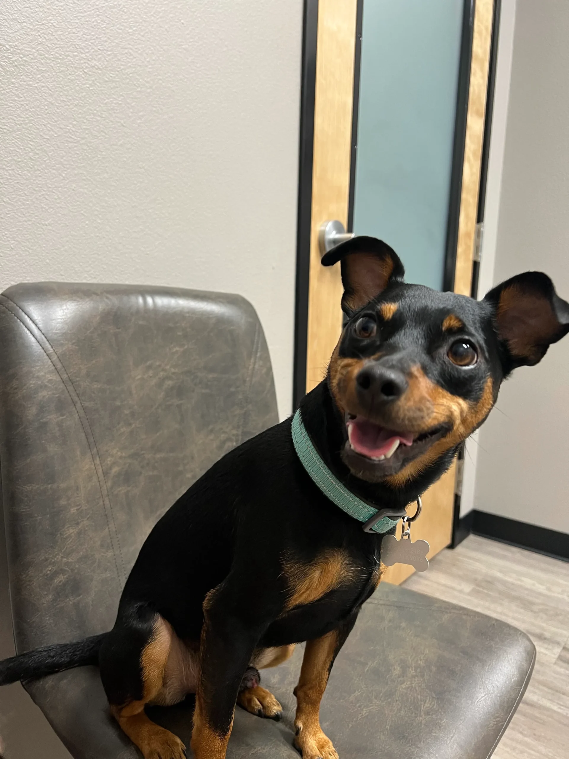 Baxter Ray’s Guide to Central Texas: His Favorite Local Spots 4 Baxter at the vets