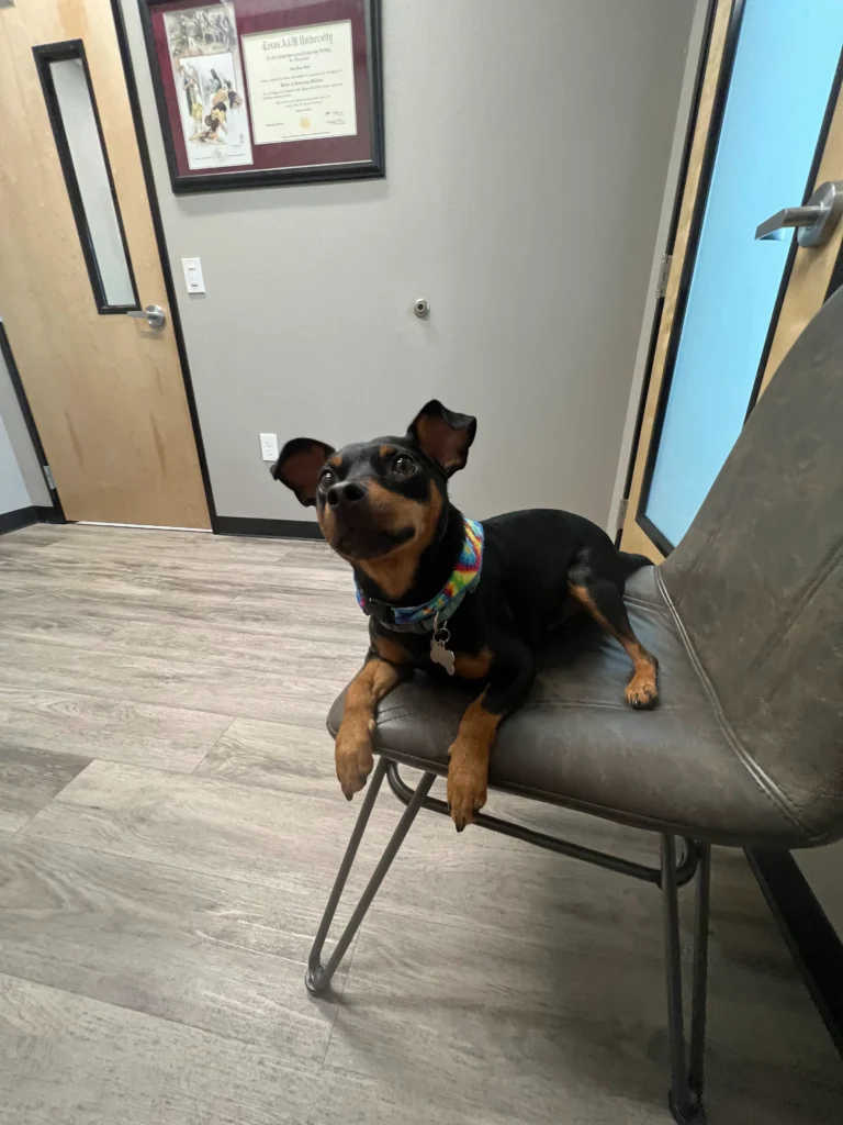 Baxter Ray’s Guide to Central Texas: His Favorite Local Spots 5 Baxter at the vets